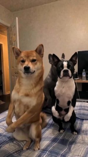 3 пса 3хпрр
