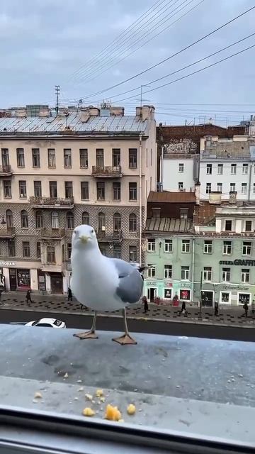 Чайка изобразила собаку