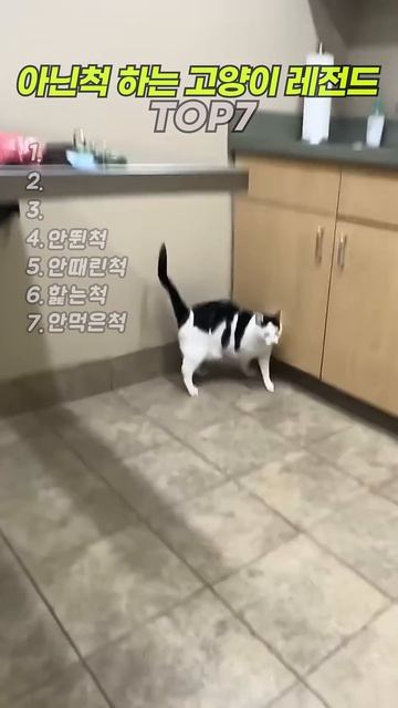 아닌척하는 고양이 레전드 TOP7