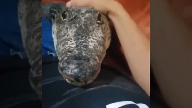 чей?)