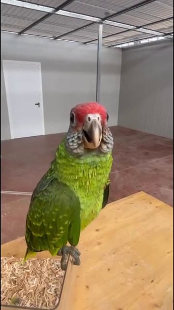 Краснохвостый, или бразильский амазон (Amazona Brasiliensis)
