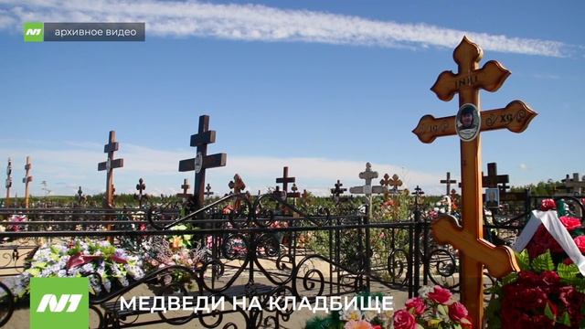 Что с медведями на кладбище. Нижневартовск