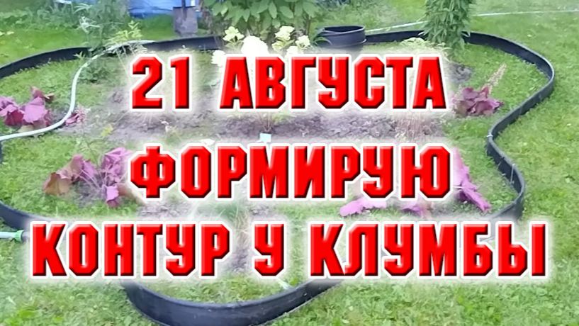 21 августа. Посадила флоксы. Создаю контур у новой клумбы
