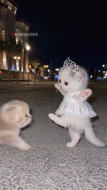 😽