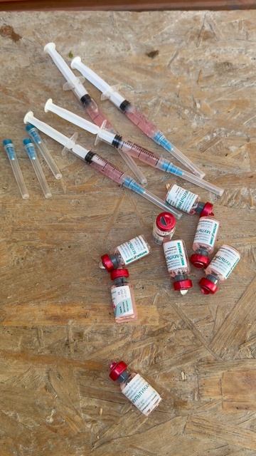 Вакцинация АПРЕЛЬСКИХ пометов! Vaccination of APRIL litters!
