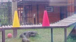 LRAA2165_20.08.2026-видео от Ивана