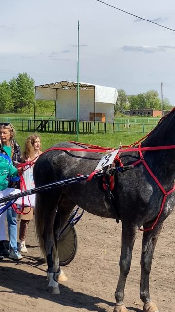 На ипподроме - награждение победителя