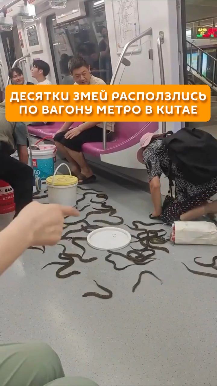 Десятки змей расползлись по вагону метро в Китае