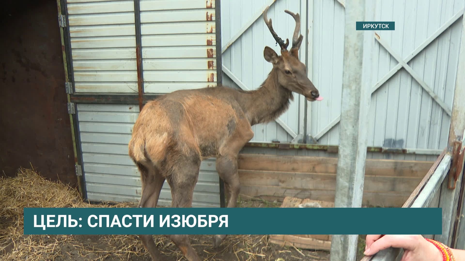 Изюбрь Гриша восстанавливается в Иркутском зоопарке перед предстоящей операцией