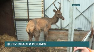 Изюбрь Гриша восстанавливается в Иркутском зоопарке перед предстоящей операцией