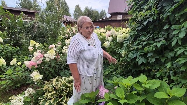 КРУПНОЛИСТНАЯ ГОРТЕНЗИЯ.КАК СОХРАНИТЬ ЗИМОЙ ПОЛНАЯ ИНСТРУКЦИЯ.