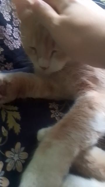 Котики!🐈