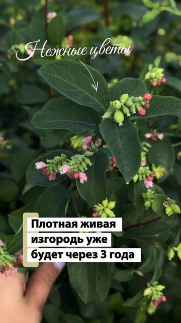 3 неприхотливых декоративных кустарника для Сибири и Урала