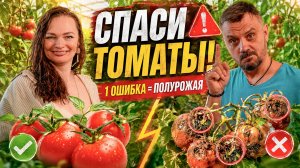 ПОМИДОРЫ ЧЕРНЕЮТ? Не спешите лечить фитофтору!