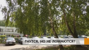 Во время апрельской бури в семнадцатом комплексе Нового Города упало сразу несколько деревьев