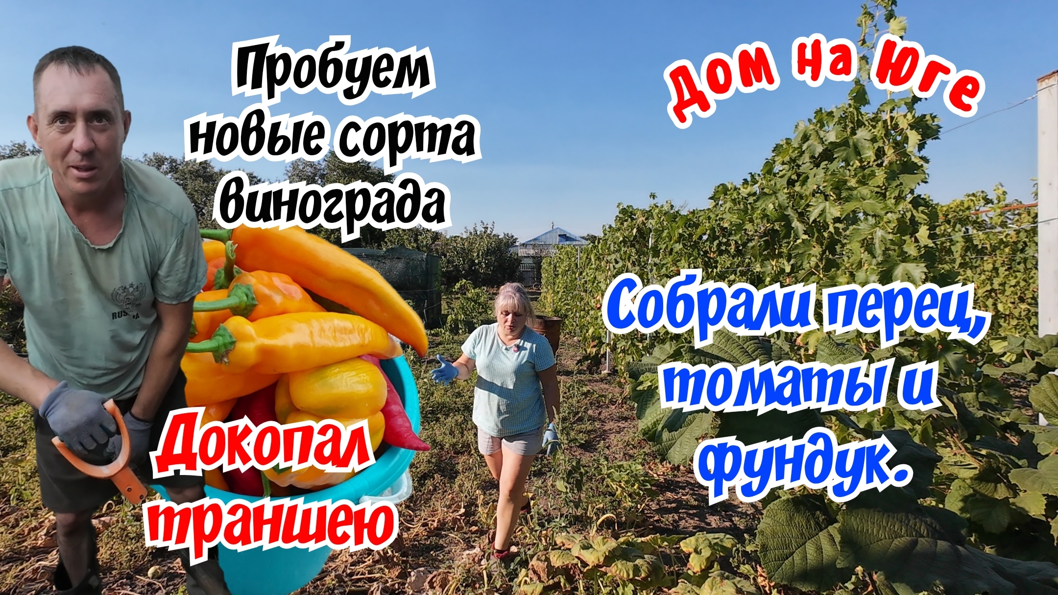 Дом на Юге.  Собрали перец, томаты и фундук. Докопал траншею.