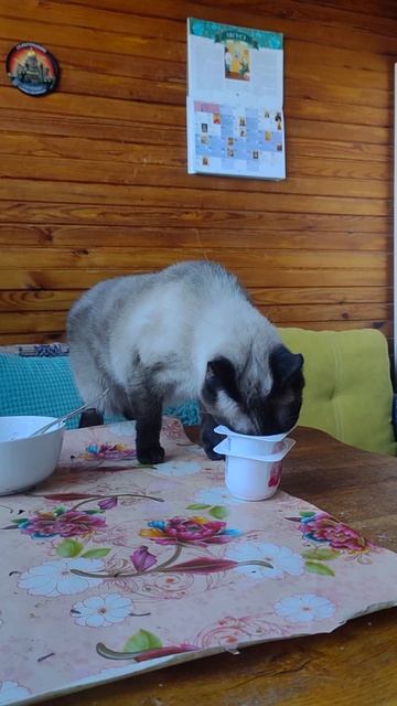 Сиамская кошка