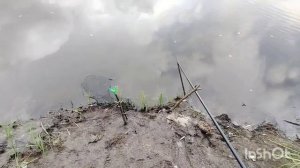 Рыбачу на поплавок!