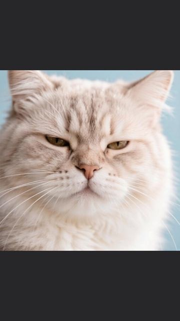 ещё один факт о кошках