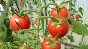 Помидоры черри  созрели . Пробуем #cherry