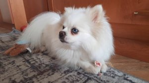 Самый приятный звук, ЧАВКАНЬЕ собаки. Лакомство для собак.