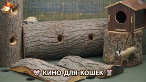 Видео для кошек про крысок развлекать питомцев 🐭🐀😂 602