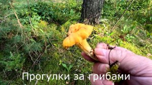 Прогулки за грибами. Ищу лисички в других лесах. Буря была сегодня.
