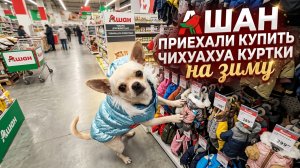 ШОПИНГ С ЧИХУАХУА В АШАНЕ!