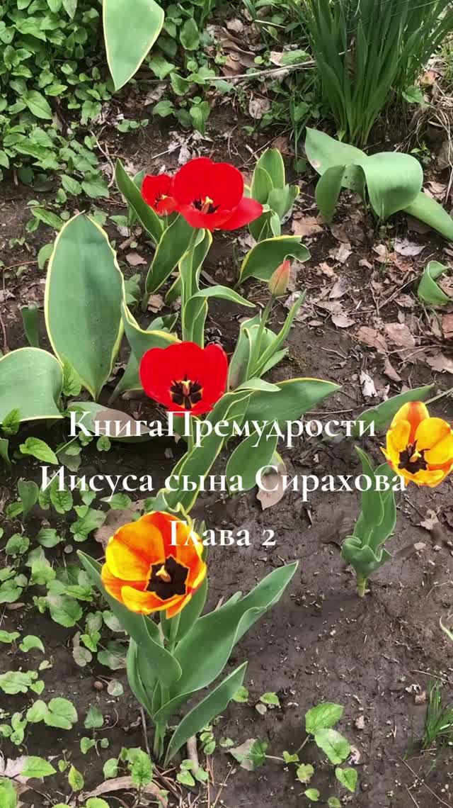 Книга Премудрости Иисуса сына Страхова Глава 2 copy