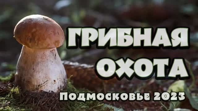 ГРИБНАЯ ОХОТА 2023
