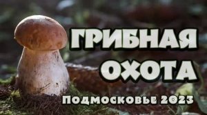 ГРИБНАЯ ОХОТА 2023
