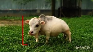 Мини корова, маленькая Бутанская корова🐄 🥰#животные #милыеживотные #корова #люблюживотных #мир #чу