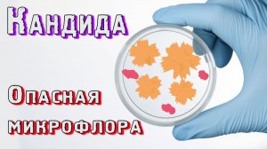 Кандида - опасная микрофлора