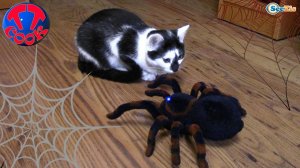 ПРИКОЛЫ С КОТАМИ Ярослава играет с Барсиком. Игрушки для детей Паук Тарантул Video for kid