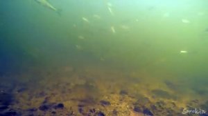Фидер на реке под водой
