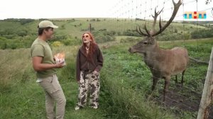 Вятские лошади, олени, сурки-байбаки и ни одного загона: репортаж из сафари-парка «Олений»