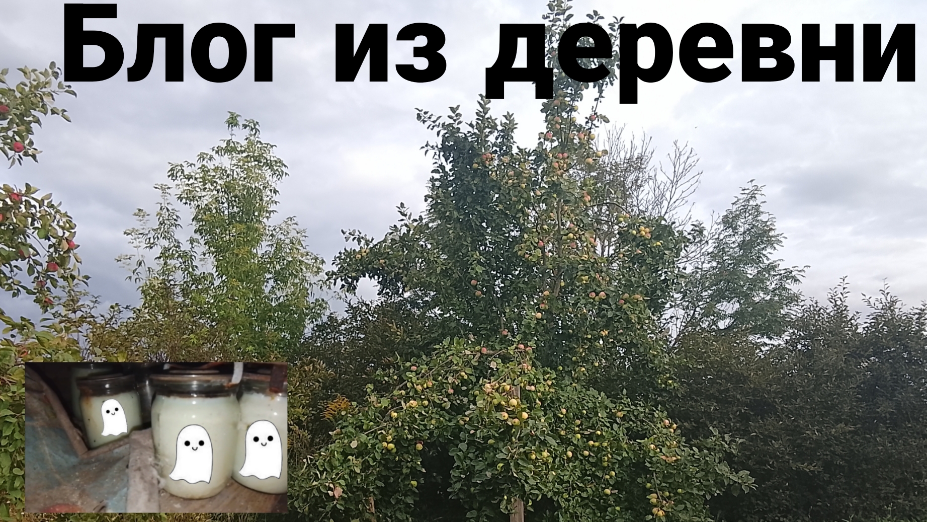 Блог из деревни. Деревенские кошки яблочный шалаш роза в коробочке привидения и мой новый кактус.