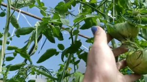 Сибирь. Томаты 🍅 Бифштекс МАРШИ, Бычье сердце жёлтое.