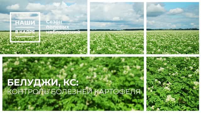 Как защитить картофель от фитофтороза?