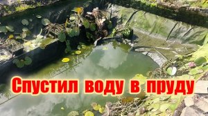 Спустил воду в пруду чтобы выловить карпа