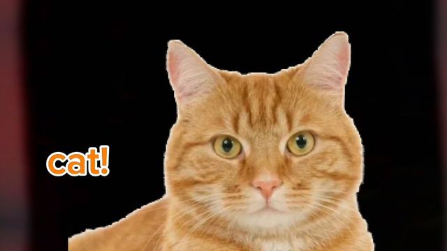 Today I'm Gonna Turn Into A Cute Little Cat!