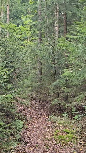 Дикие леса Ленинградской области 🌲🍄

#ленинградскаяобласть #вточку #лес #болото #грибы