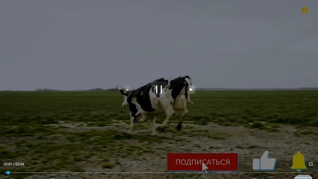 Корова даёт мука ПШЕНИЧНАЯ 🐄