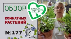 Распаковка растений: драцены, папоротники, фикусы, куркума, каланхоэ, гардении. №177