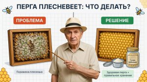 🍞 Плесень на перге: как сохранить рамки и что делать? Отвечает профессор Кашковский 🐝📦