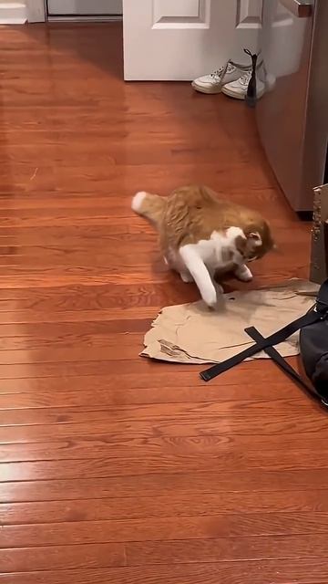The Cat Is A Master Of Imitation#cat #foryou #shorts