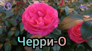 РОЗА ЧЕРРИ-О.