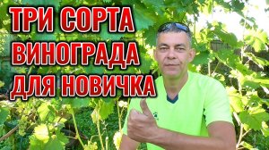 Три легких сорта ВИНОГРАДА для начинающего виноградаря средней полосы и северных регионов 🍇🍇🍇