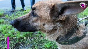 Волонтеры привезли в Ханты-Мансийск собаку погибшего на СВО югорчанина+