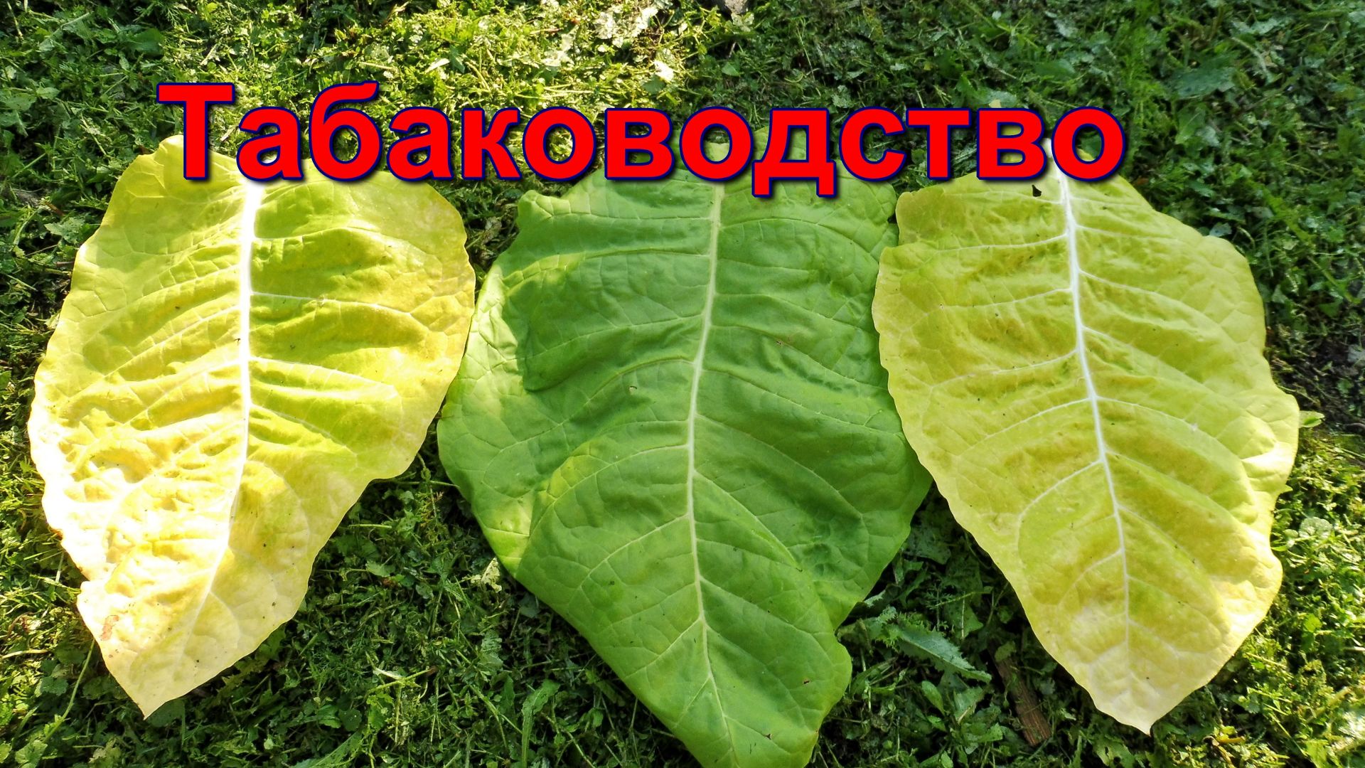 Табаководство: Как определить зрелость Табачного листа.